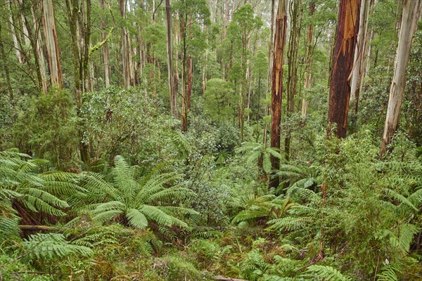 Forest with fern trees (Cyatheales)