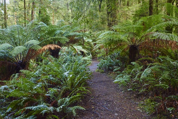 Hiking way through the forest with tree ferns (Cyatheales)