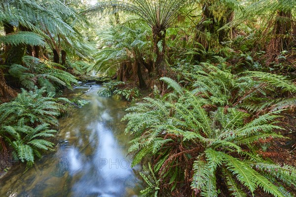 Brook through the rainforest