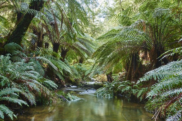 Brook through the rainforest