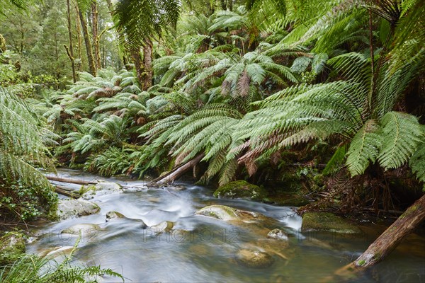 Brook through the rainforest