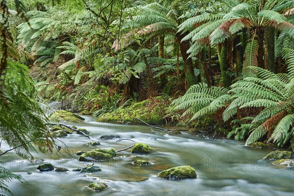 Brook in the rainforest