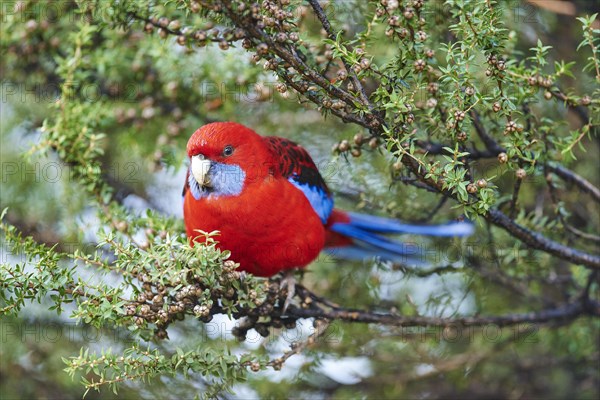 Crimson rosella (Platycercus elegans)