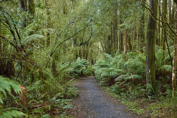 Hiking way through the forest