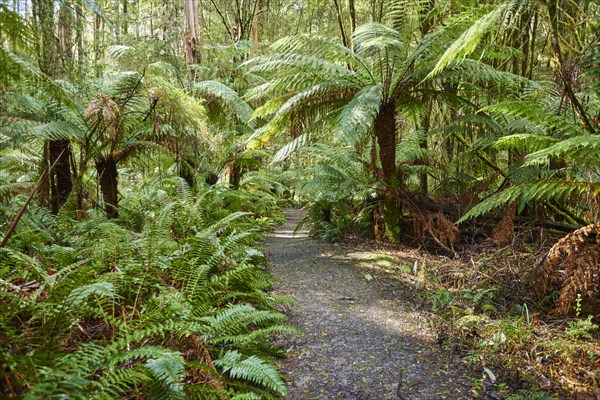 Hiking way through the forest with tree ferns (Cyatheales)