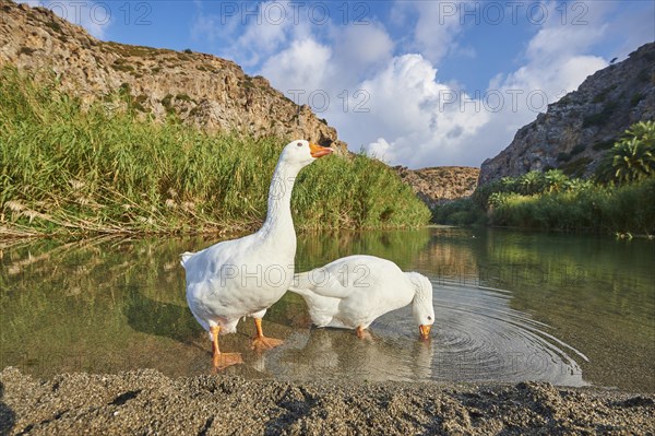 Emden Gooses (Anser anser domesticus) drinking