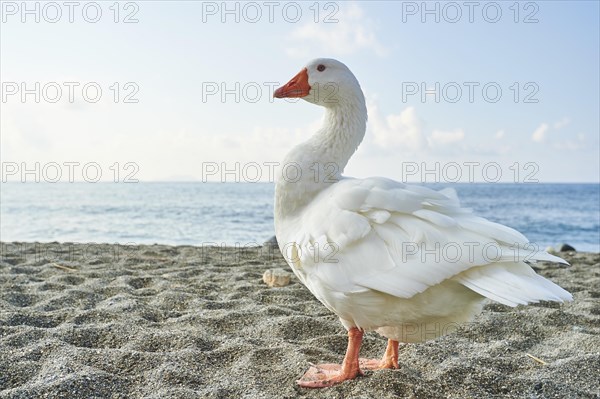 Emden Goose (Anser anser domesticus) on the beach