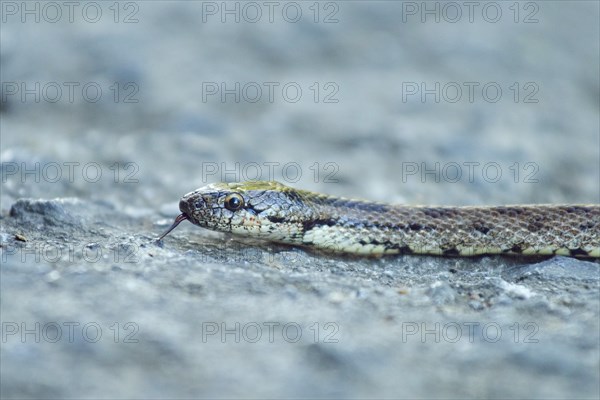 Southern smooth snake (Coronella girondica) on a way