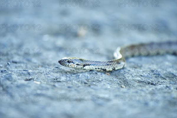 Southern smooth snake (Coronella girondica) on a way