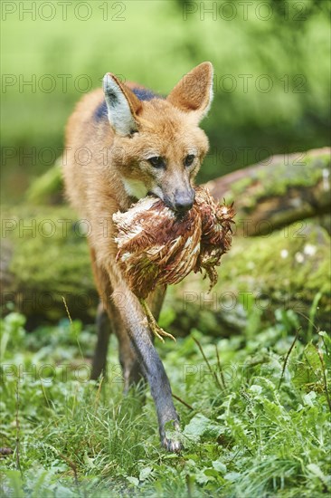 Maned wolf (Chrysocyon brachyurus) with captured bird on a meadow