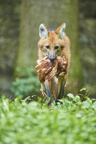 Maned wolf (Chrysocyon brachyurus) with captured bird on a meadow