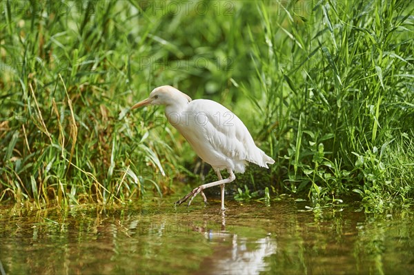 Cattle egret (Bubulcus ibis) strides in the water at the shore