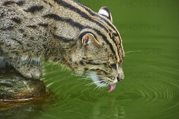 Fishing cat (Prionailurus viverrinus) drinking
