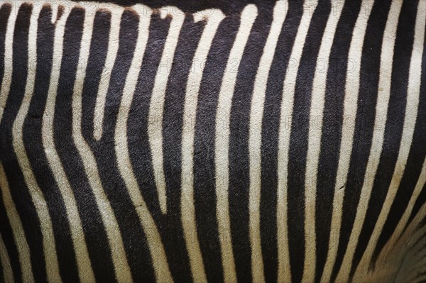 Close-up of the skin from Grevy's zebra (Equus grevyi)