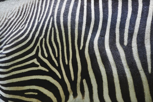 Close-up of the skin from Grevy's zebra (Equus grevyi)