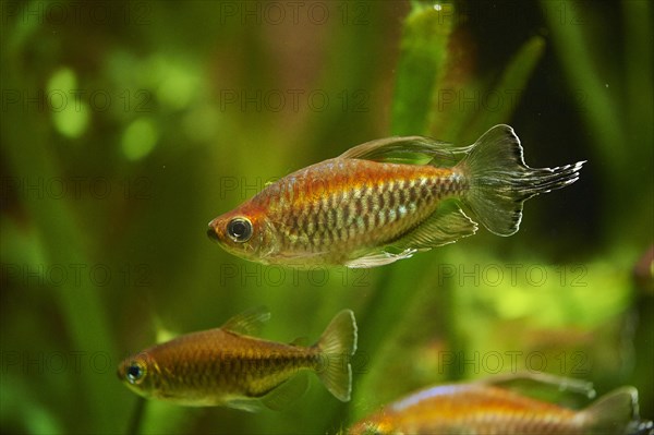 Congo tetra (Phenacogrammus interruptus) in a aquarium