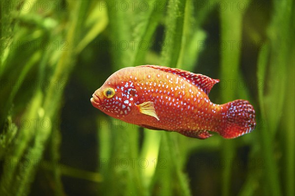 Blood-red jewel cichlid (Hemichromis lifalili) in a aquarium