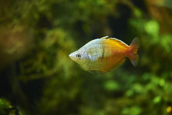 Boeseman's rainbowfish (Melanotaenia boesemani) in a aquarium