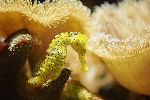 Yellow Estuarine seahorse (Hippocampus kuda) in a aquarium