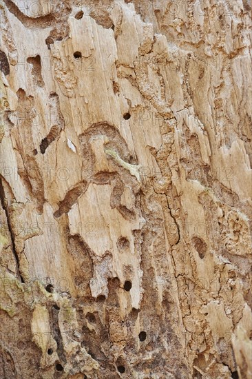 Signs of feeding of European spruce bark beetles (Ips typographus) in wood