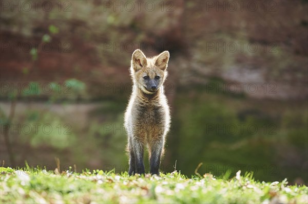 Maned wolf (Chrysocyon brachyurus)