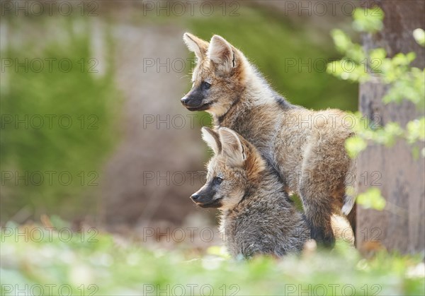 Maned wolf (Chrysocyon brachyurus)