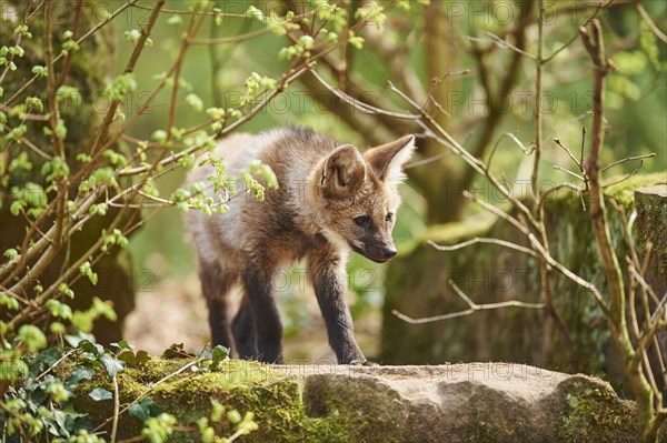 Maned wolf (Chrysocyon brachyurus)