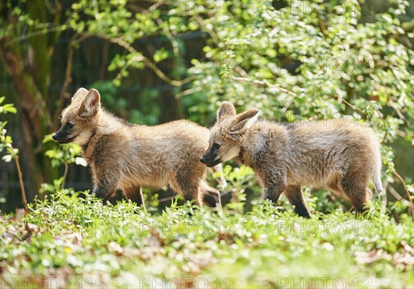 Maned wolf (Chrysocyon brachyurus)