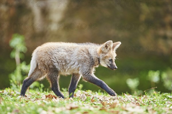 Maned wolf (Chrysocyon brachyurus)