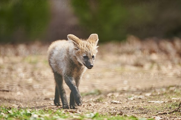 Maned wolf (Chrysocyon brachyurus)