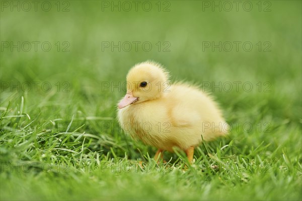 Muscovy duck (Cairina moschata)