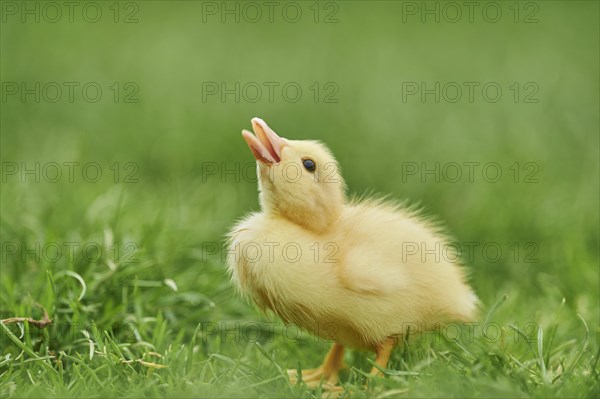 Muscovy duck (Cairina moschata)