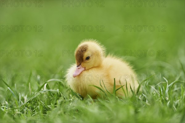 Muscovy duck (Cairina moschata)