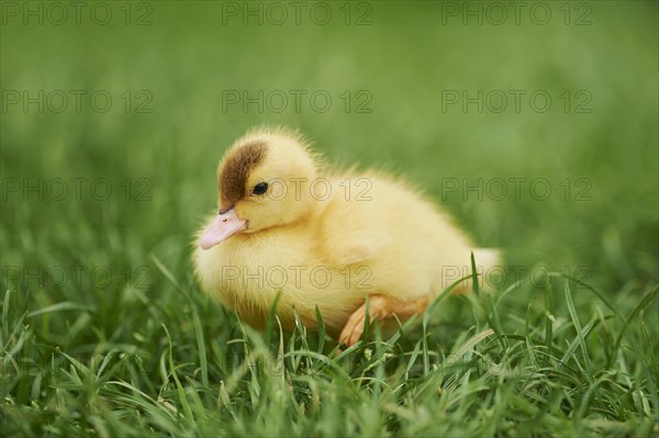 Muscovy duck (Cairina moschata)