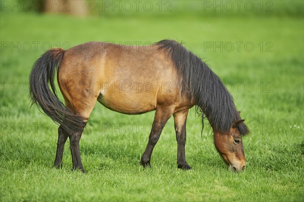 Brown pony (Equus ferus caballus) grazing on a pasture