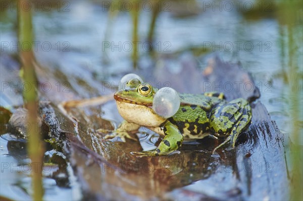 Edible frog (Pelophylax esculentus)