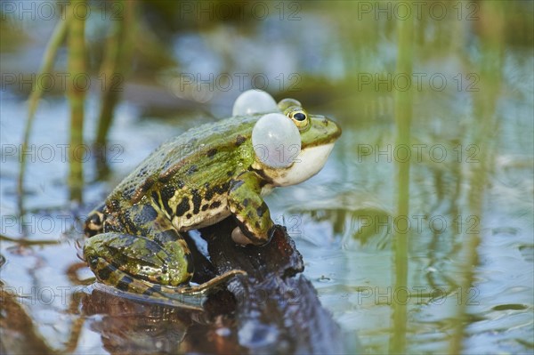 Edible frog (Pelophylax esculentus)