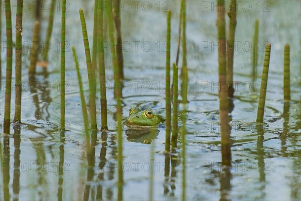 Edible frog (Pelophylax esculentus) in water between horsetail (Equisetum)