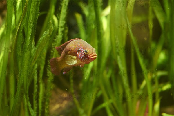 Blood-red jewel cichlid (Hemichromis lifalili) in a aquarium