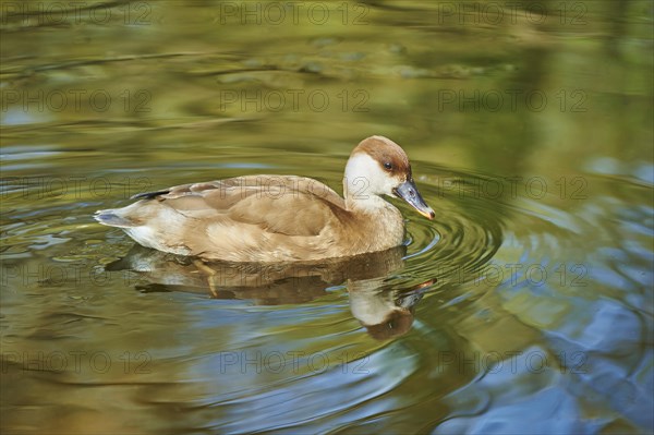 Red-crested pochard (Netta rufina) female