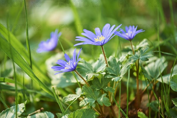 Blue Grecian windflowers (Anemone blanda) blooming in a meadow