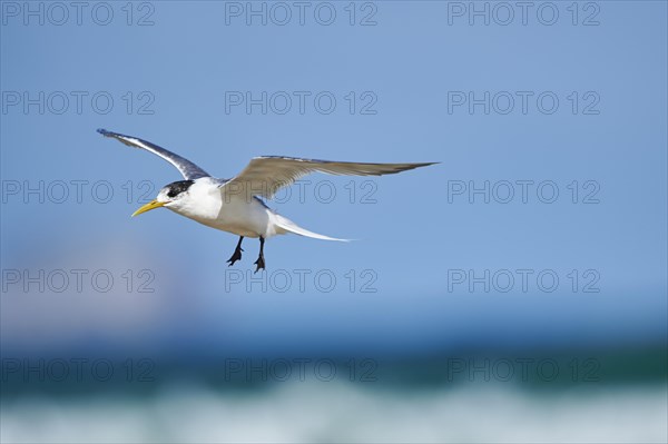 Greater crested tern (Thalasseus bergii) in flight