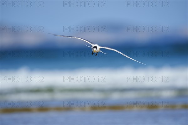 Greater crested tern (Thalasseus bergii) in flight