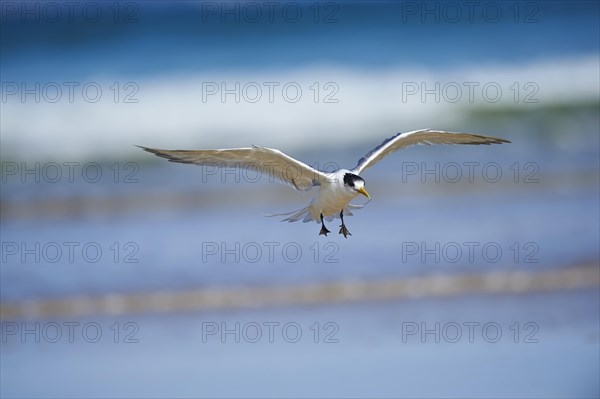 Greater crested tern (Thalasseus bergii) in flight