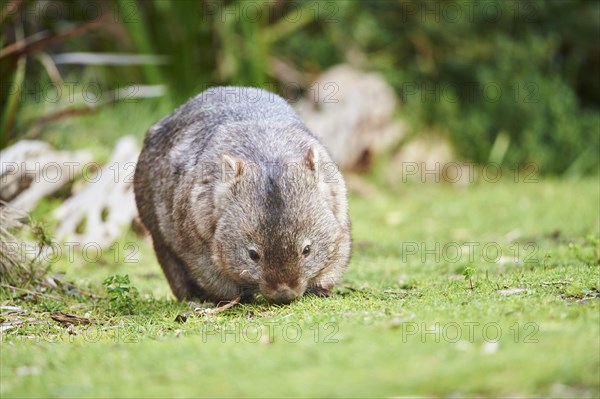 Common wombat (Vombatus ursinus)