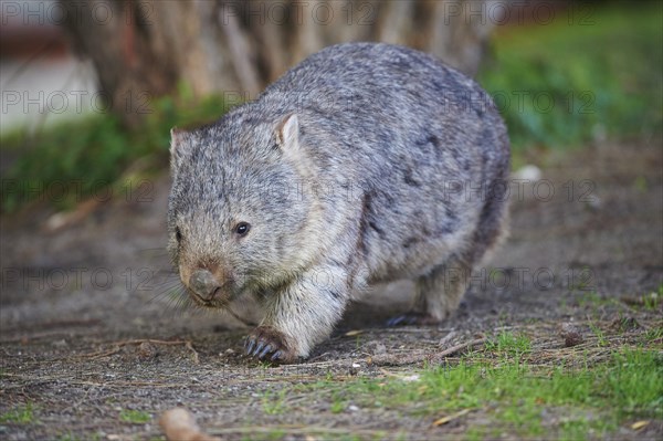 Common wombat (Vombatus ursinus)