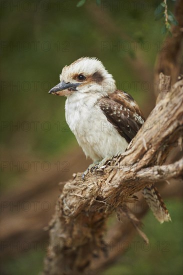 Laughing kookaburra (Dacelo novaeguineae) sitting on a branch