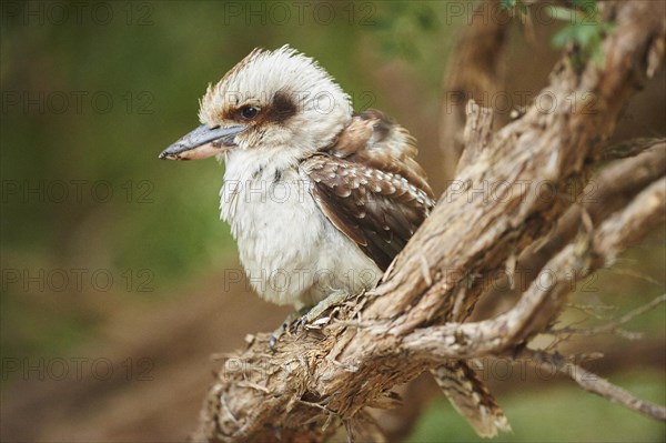 Laughing kookaburra (Dacelo novaeguineae) sitting on a branch