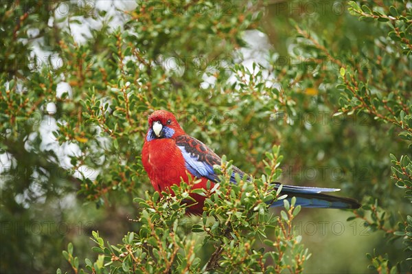 Crimson rosella (Platycercus elegans) sitting in a tree