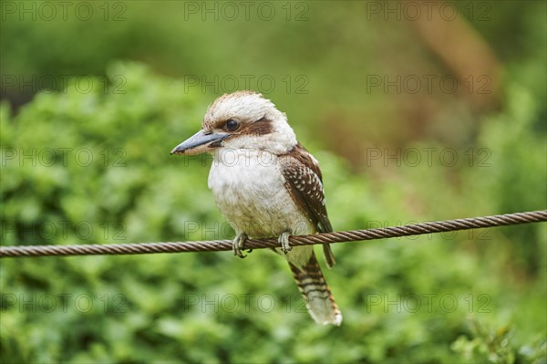 Laughing kookaburra (Dacelo novaeguineae) sitting on a wire